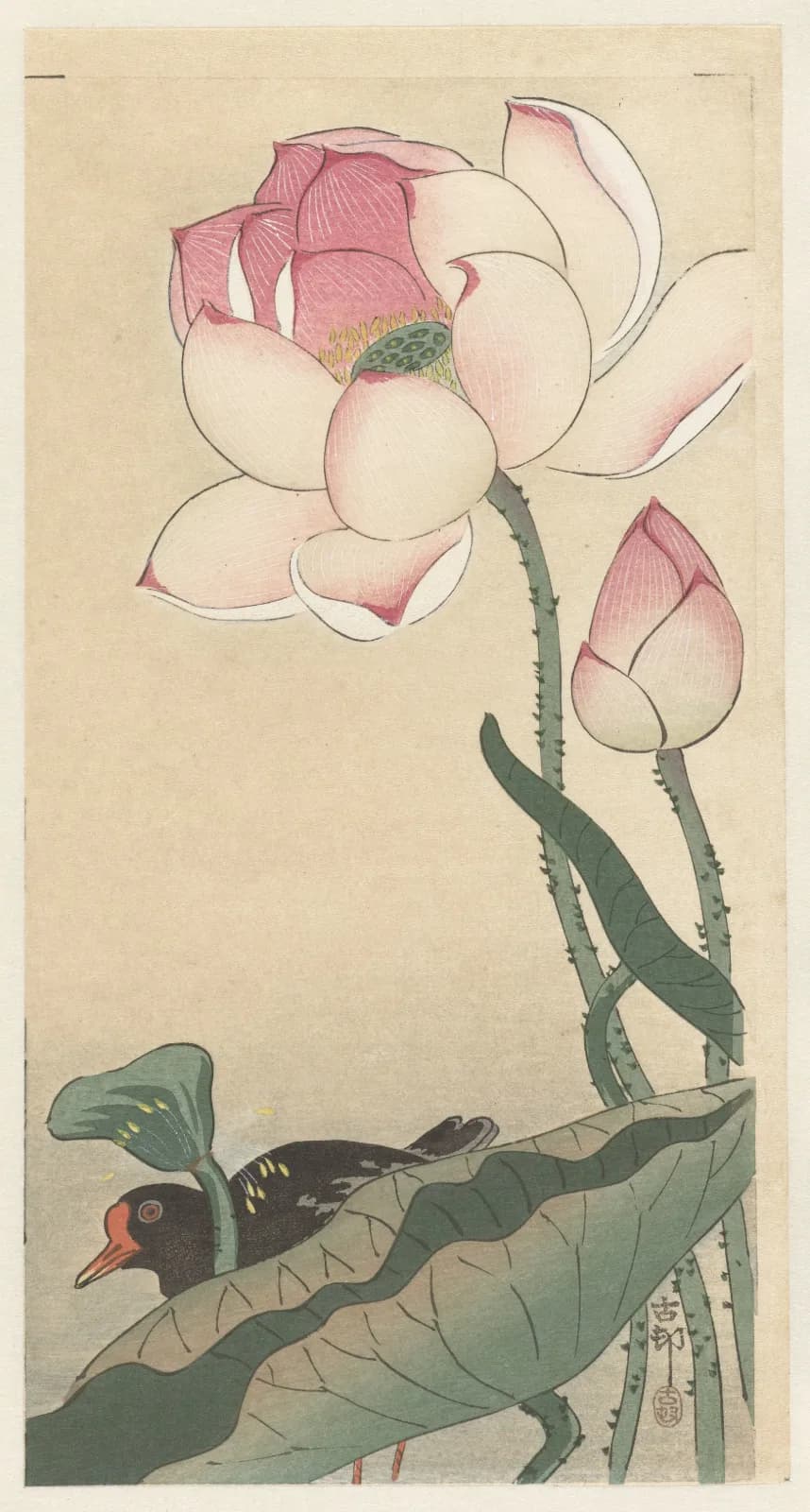 Japanese vintage animals Gallinule with Lotus Flowers (1900 1930)