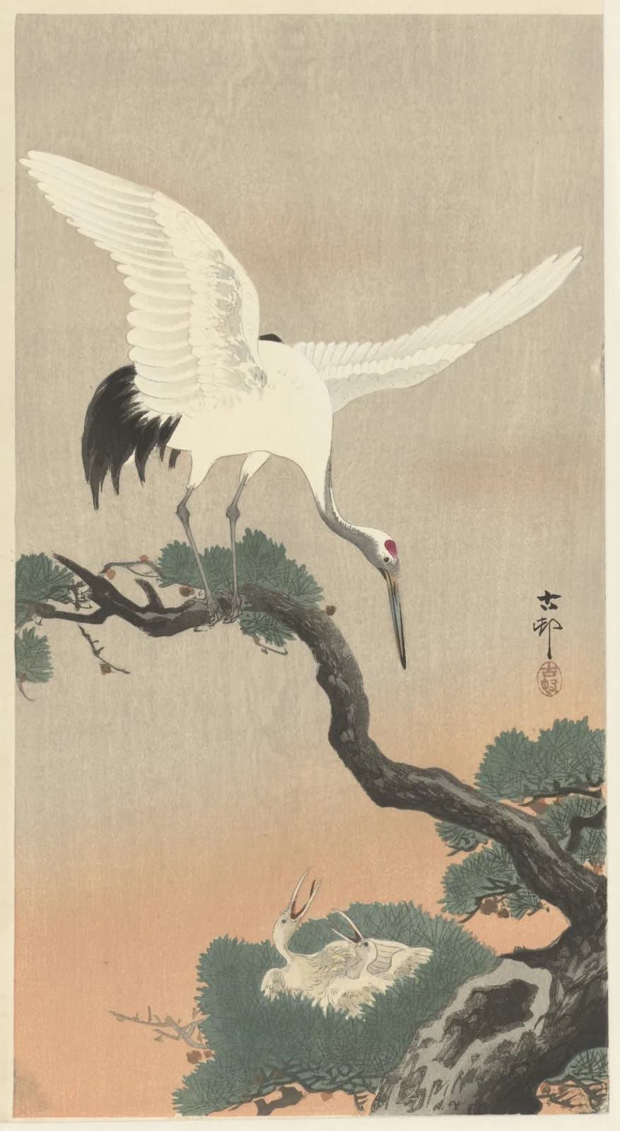 Japanese vintage animals Japanese common crane on branch of pine (1900 1930)
