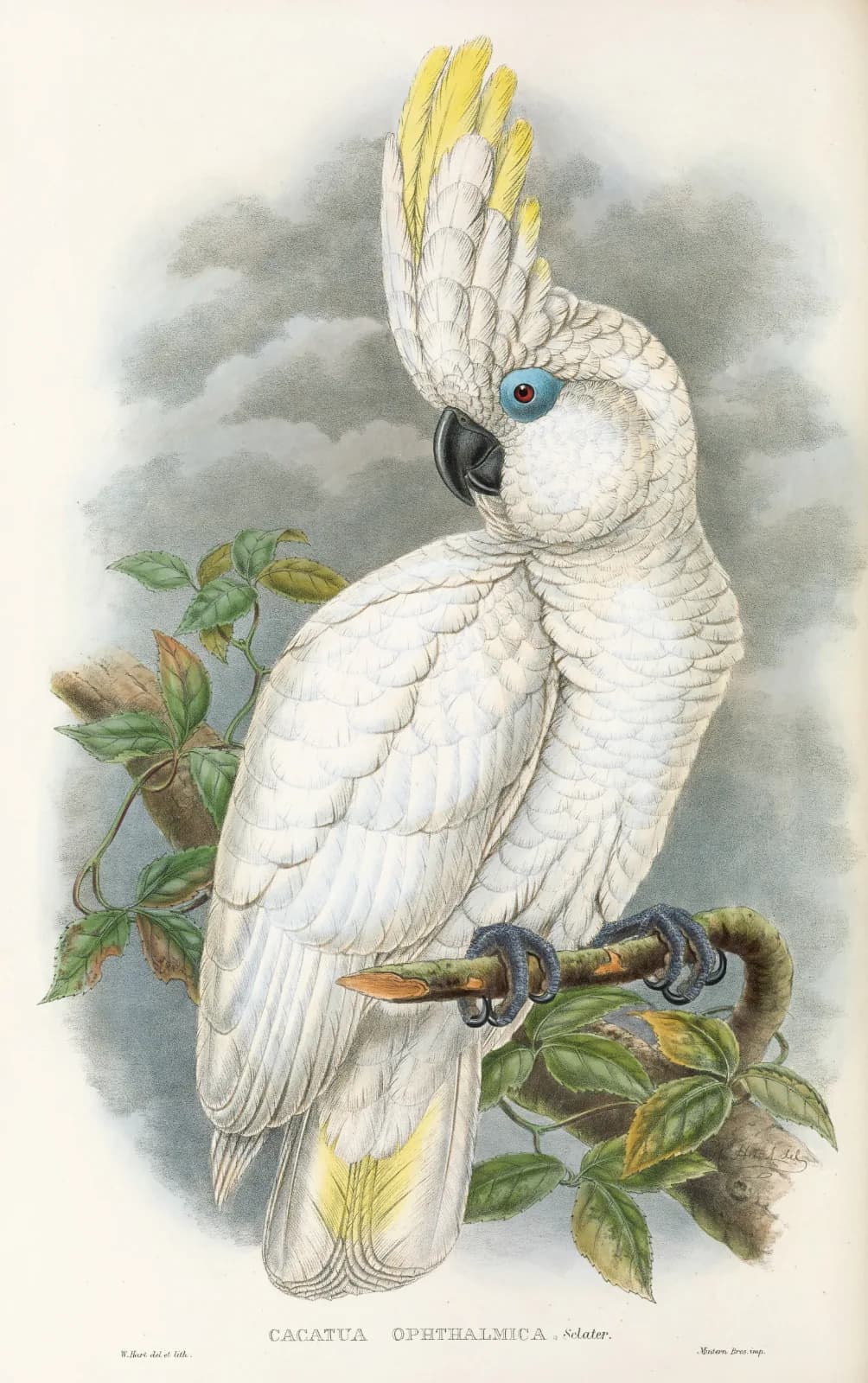 Vintage animals The Birds of New Guinea and the adjacent Papuan islands Pl