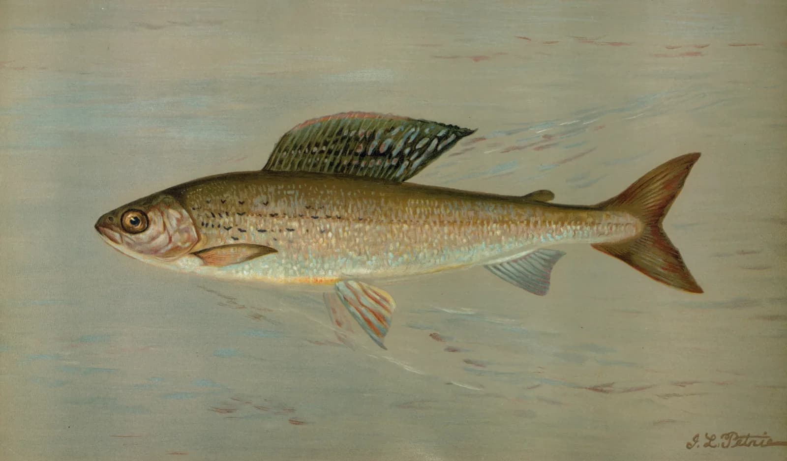 Vintage animals The Michigan Grayling, Thymallus ontariensis