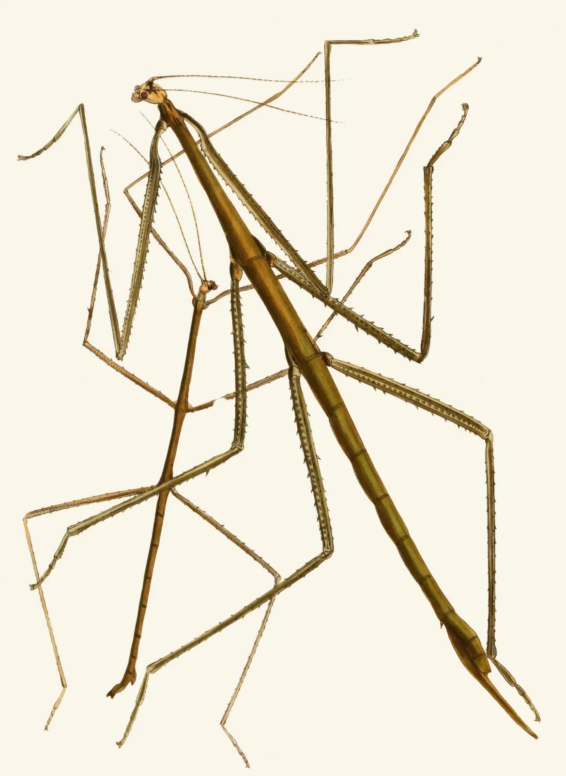 Vintage animals The cabinet of oriental entomology Pl XXXIII