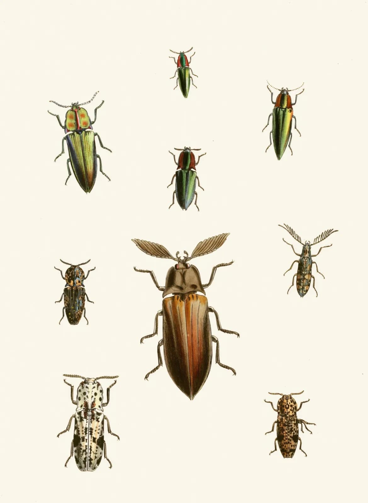 Vintage animals The cabinet of oriental entomology Pl XXXVI