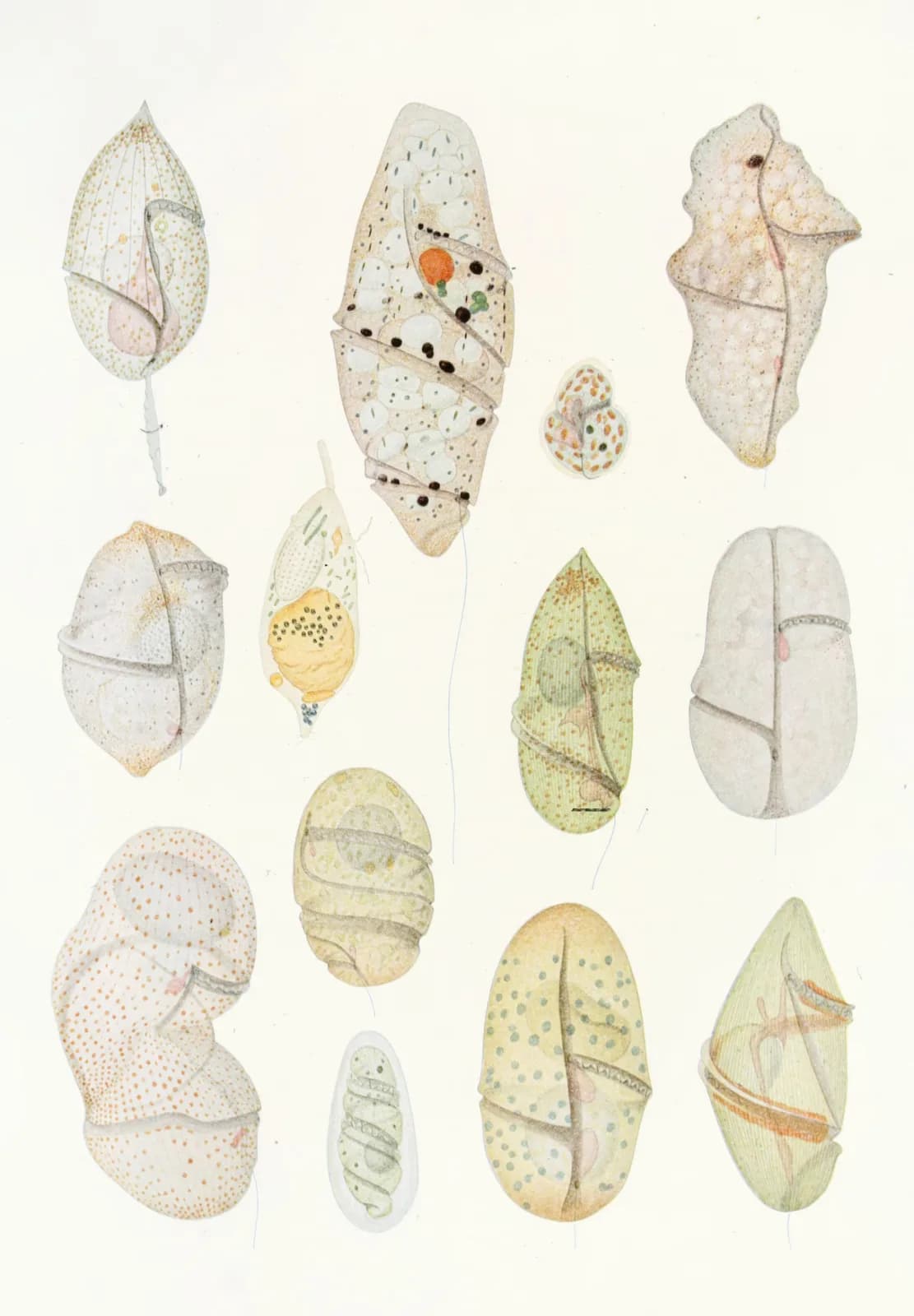 Vintage animals The free living unarmored dinoflagellata pl