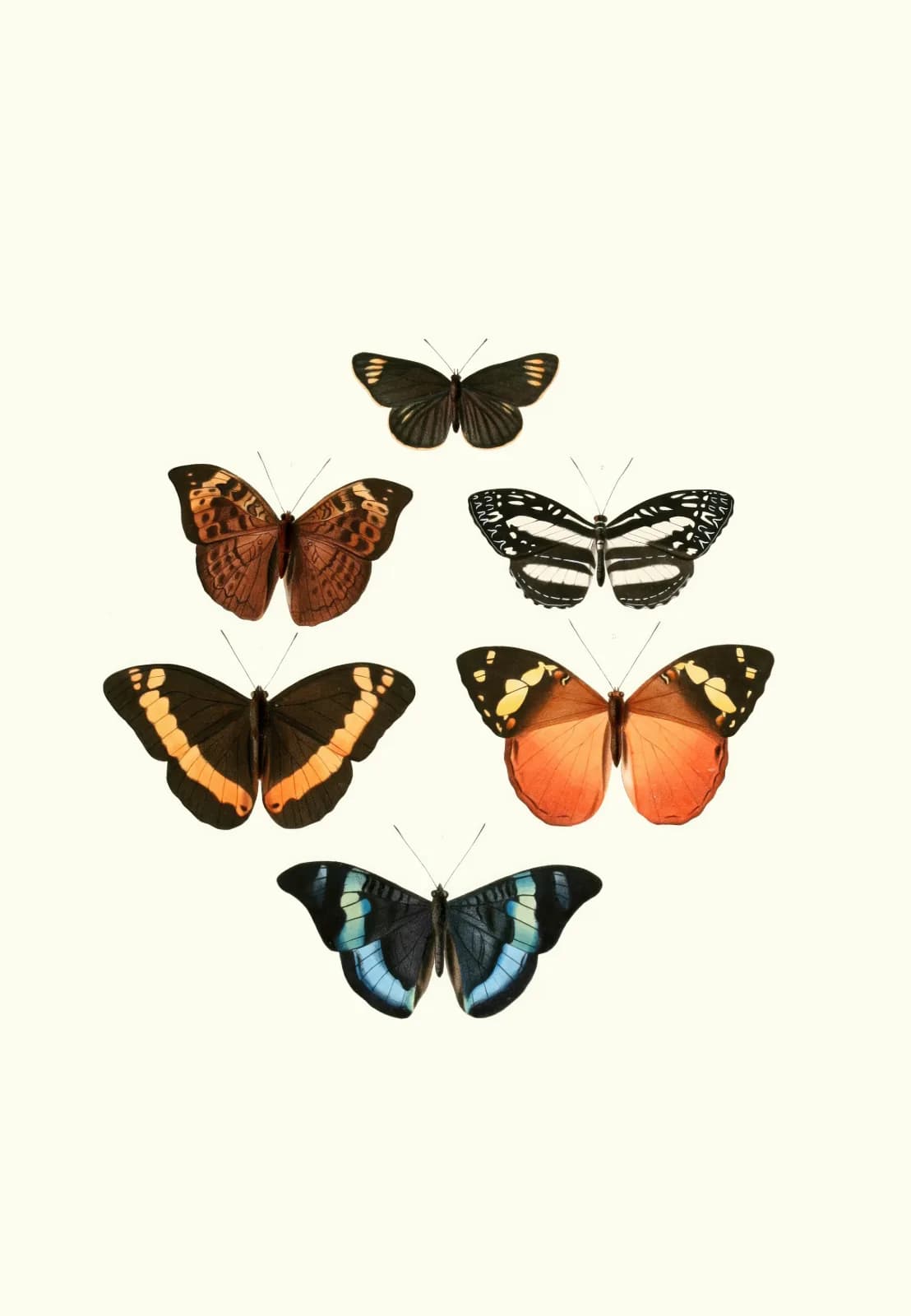 Vintage animals The genera of diurnal lepidoptera pl11 (1846 1852)