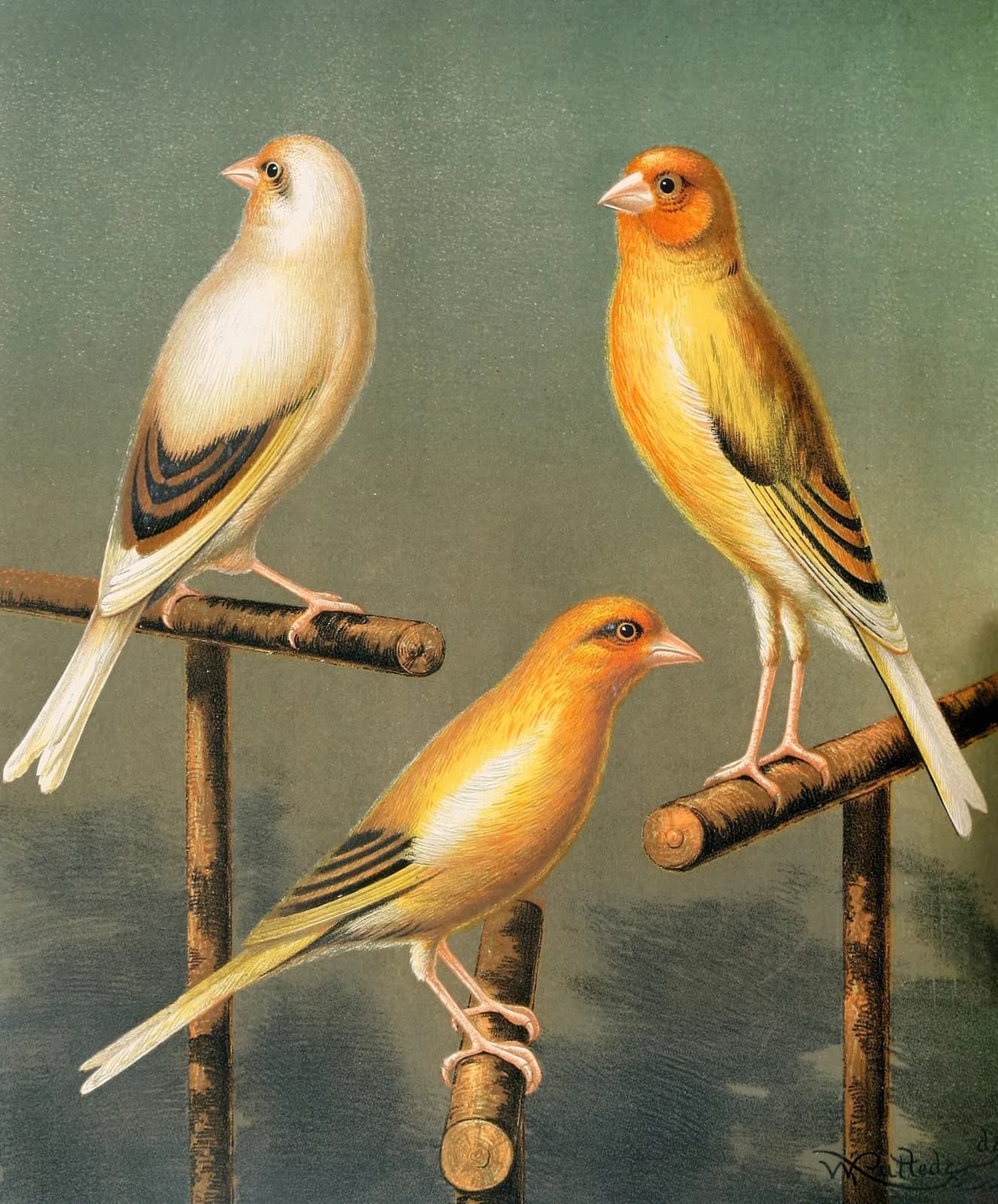 Vintage animals Goldfinch And Canary Mules, Marked And Variegated