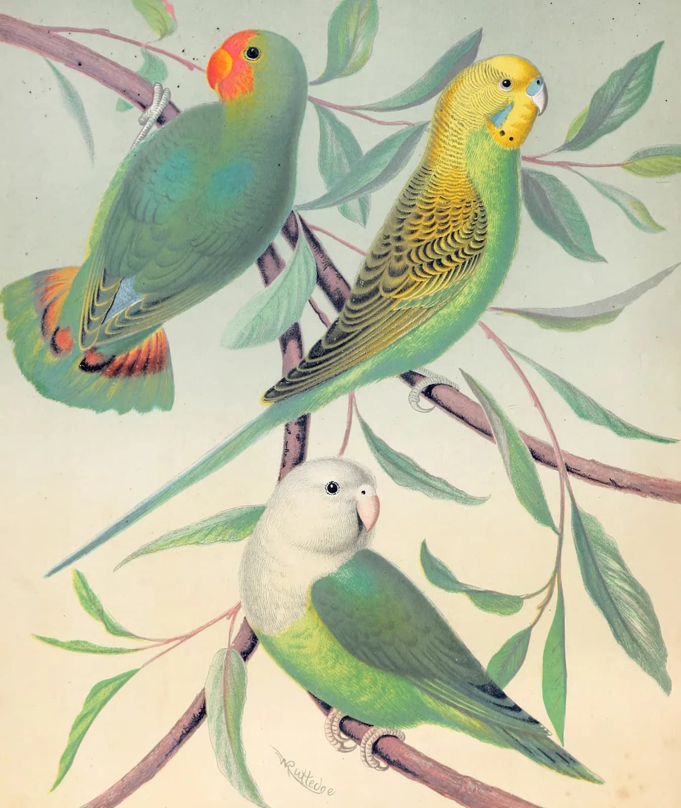 Vintage animals Red Headed Love Bird, Grass Parakeet, Madagascar Love Bird