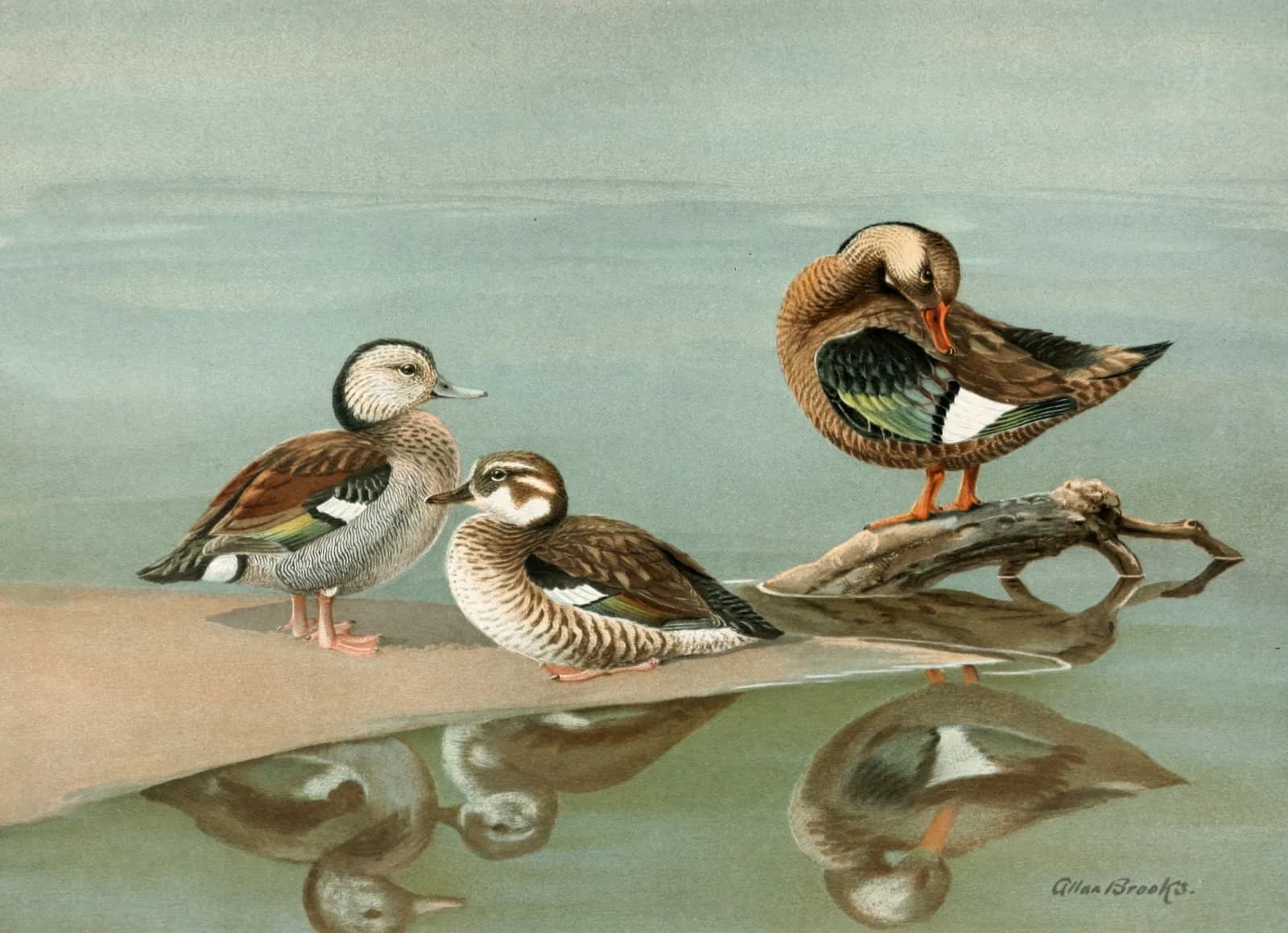 Vintage animals Ring Necked Teal, Brazilian Teal (1922 1926)