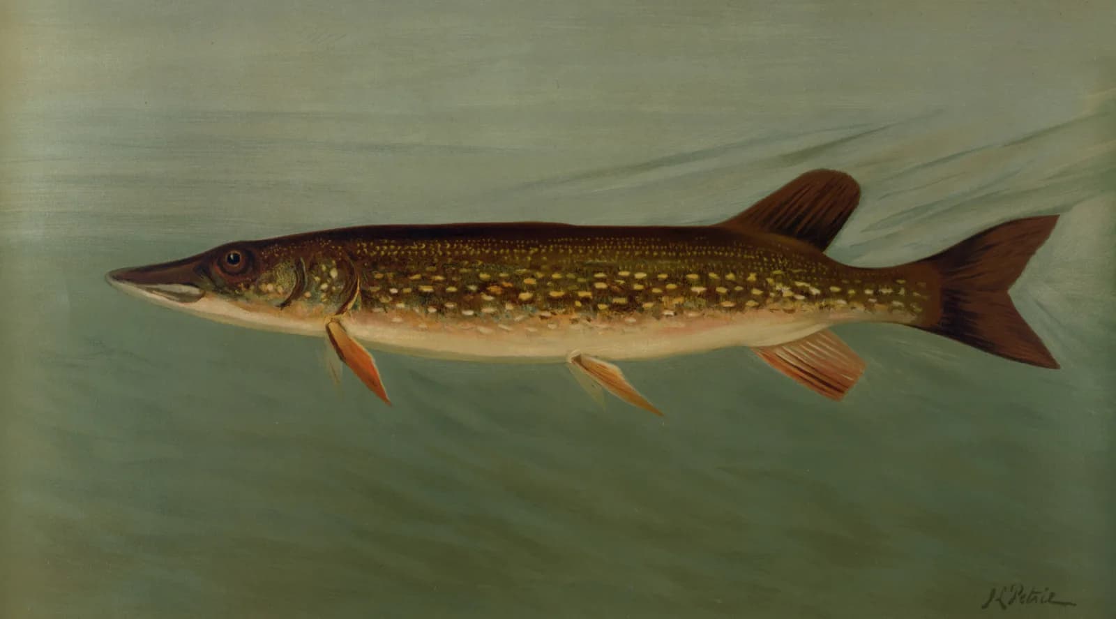 Vintage animals The Eastern or Banded Pickerel, Lucius reticulatus
