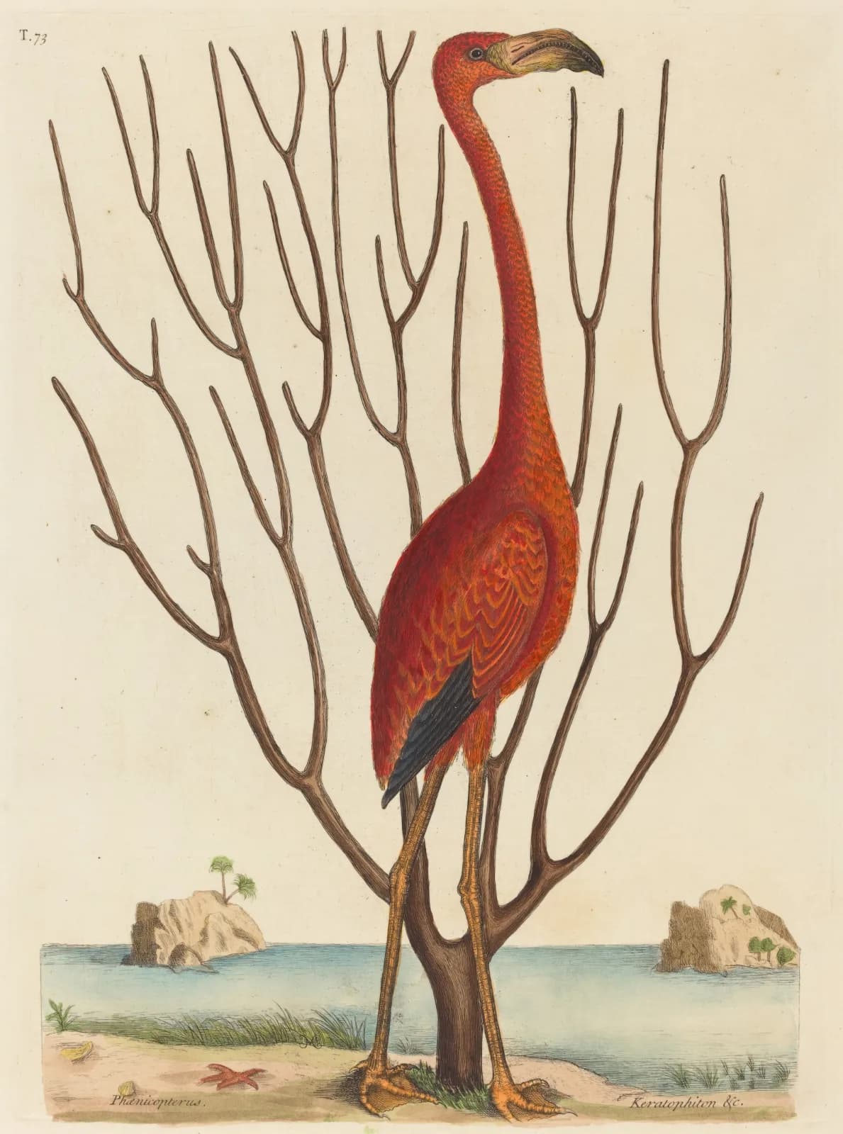 Vintage animals The Flamingo (Phoenicopterus ruber) (1731 1743)