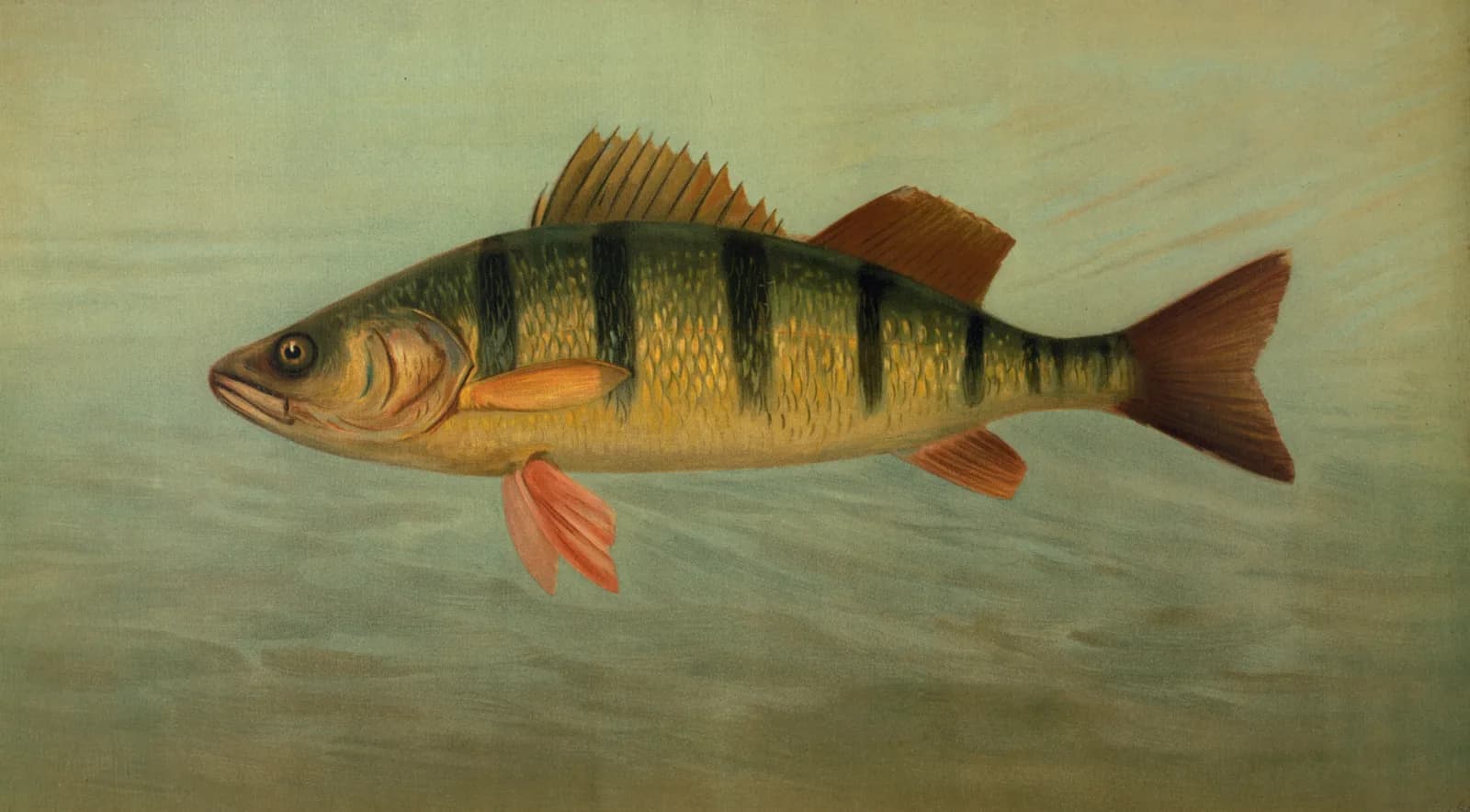 Vintage animals The Spot, or Lafayette, Leiostomus xanthurus
