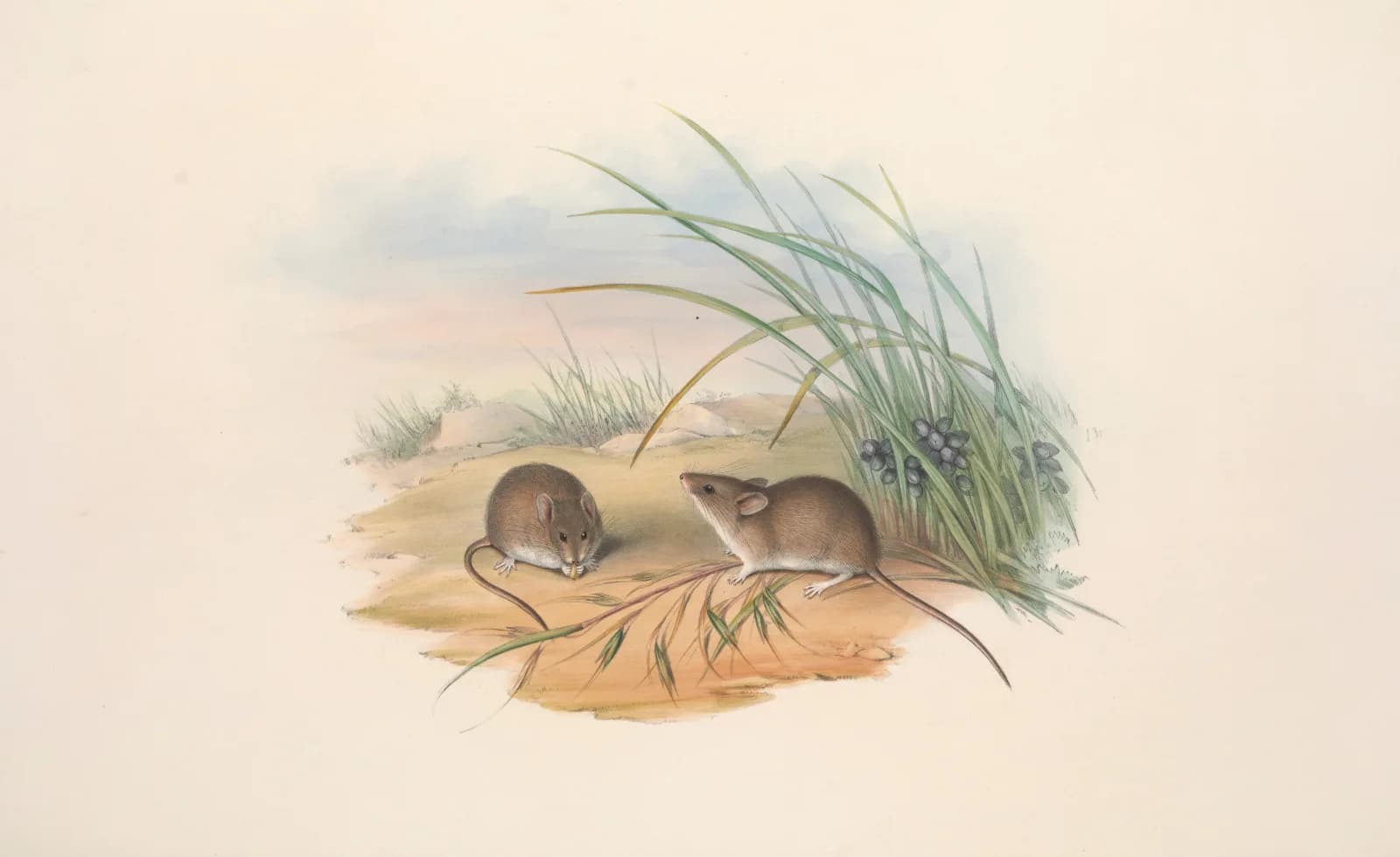 Vintage animals The mammals of Australia Pl 128 (1845 1863)