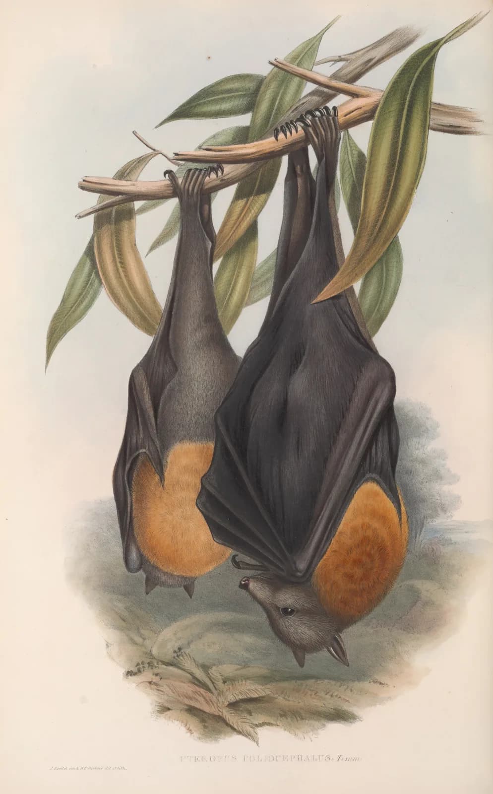 Vintage animals The mammals of Australia Pl 134 (1845 1863)