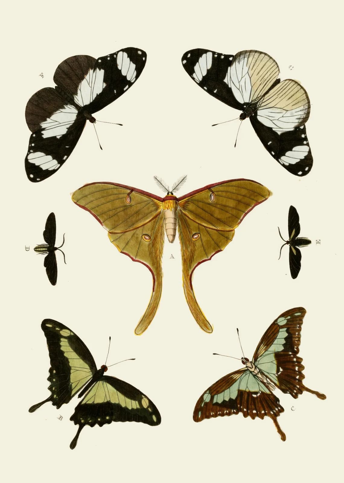 Vintage animals De uitlandsche kapellen voorkomende in de drie waereld deelen, Asia, Africa en America pl02 (1779 1782)