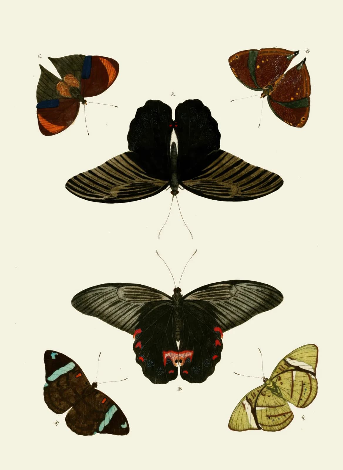 Vintage animals De uitlandsche kapellen voorkomende in de drie waereld deelen, Asia, Africa en America pl49 (1779 1782)