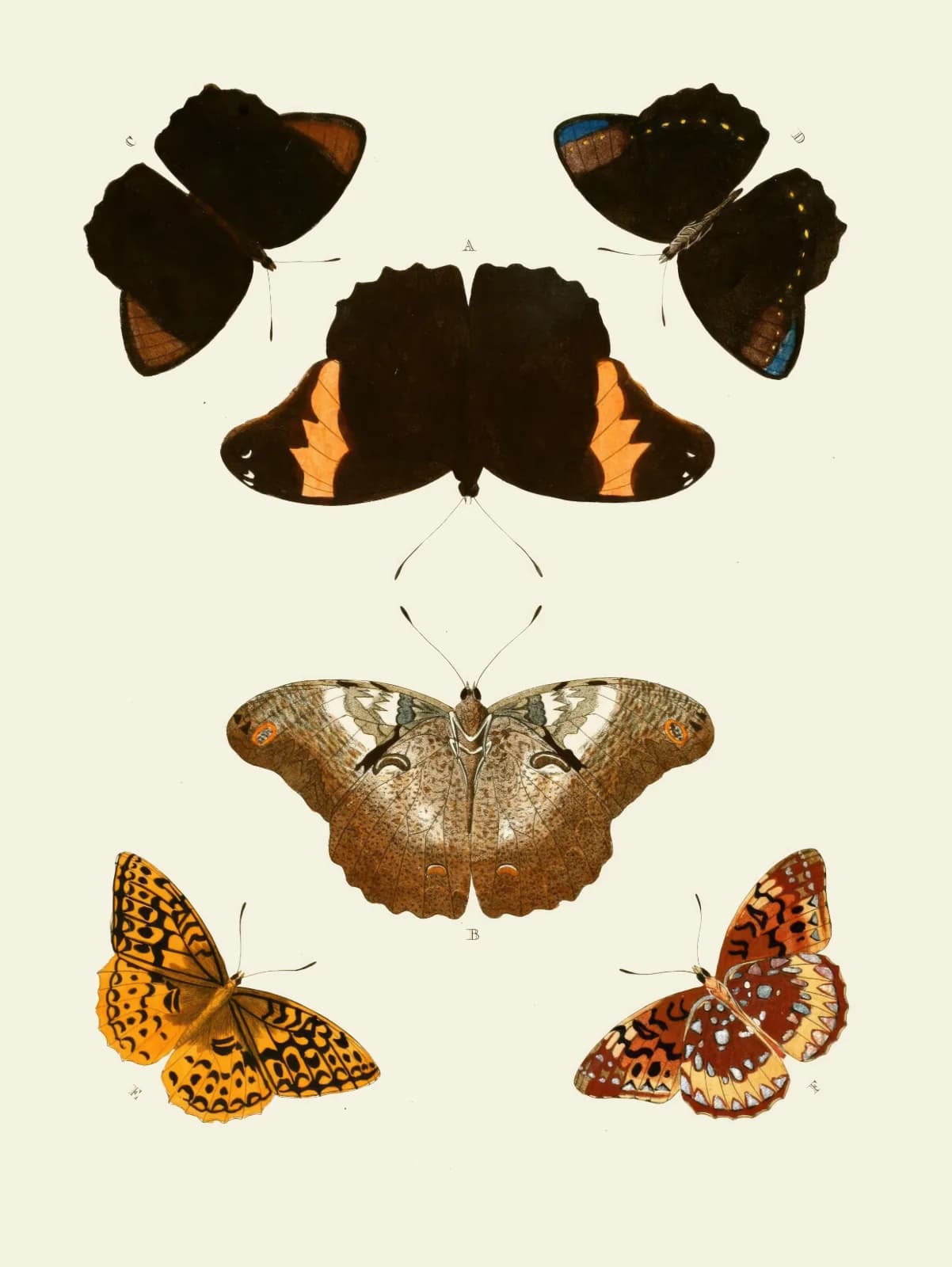 Vintage animals De uitlandsche kapellen voorkomende in de drie waereld deelen, Asia, Africa en America pl57 (1779 1782)