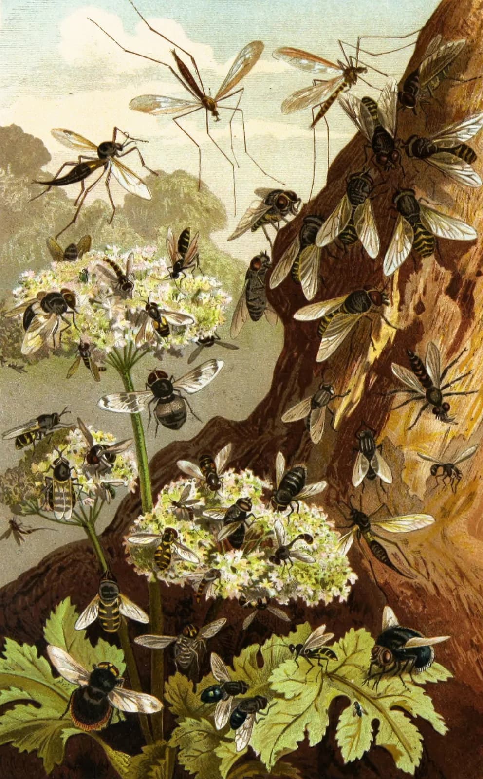 Vintage animals Die Insekten, Tausendfüssler und Spinnen Pl