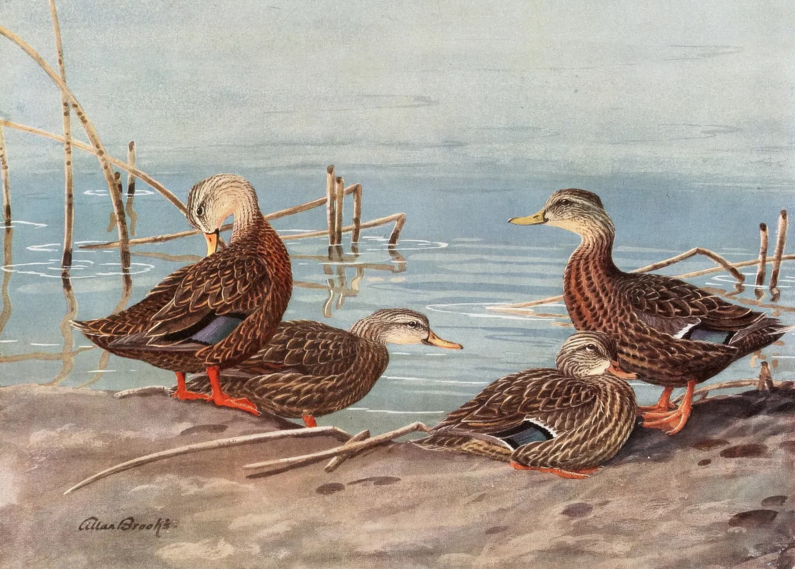 Vintage animals Florida Dusky Duck, Mexican Duck (1922 1926)