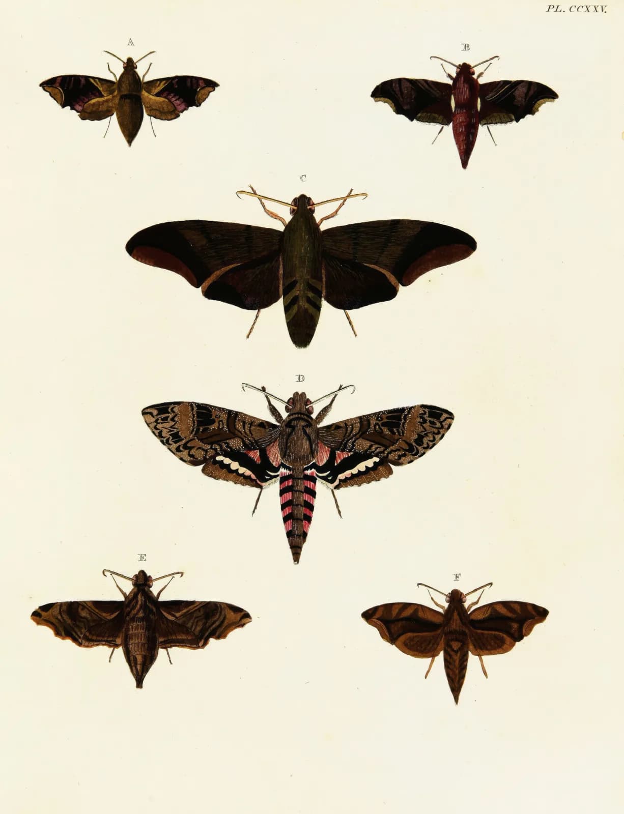 Vintage animals Foreign butterflies occurring in the three continents Asia, Africa and America Pl 032 (1779 1782)