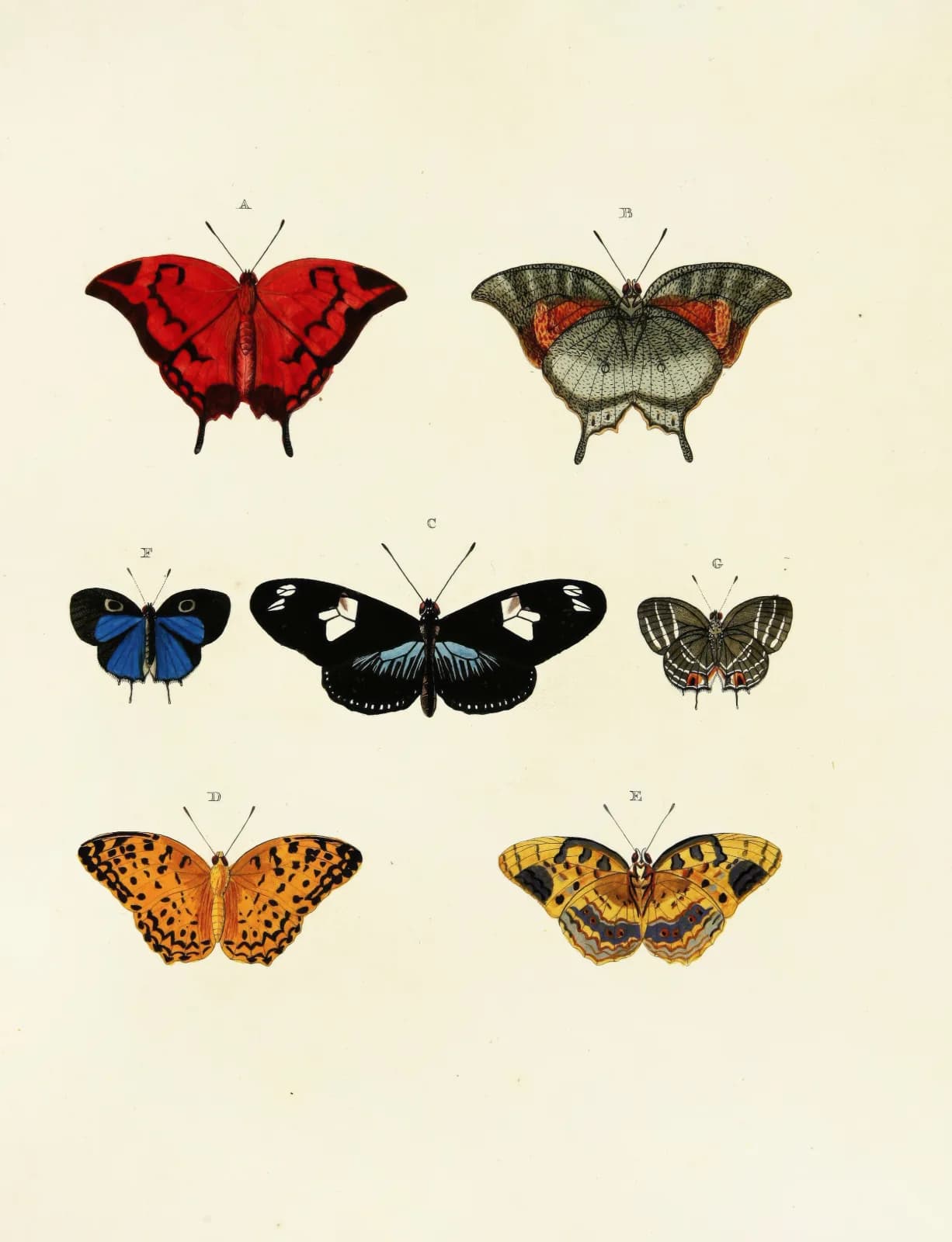 Vintage animals Foreign butterflies occurring in the three continents Asia, Africa and America Pl 143 (1779 1782)