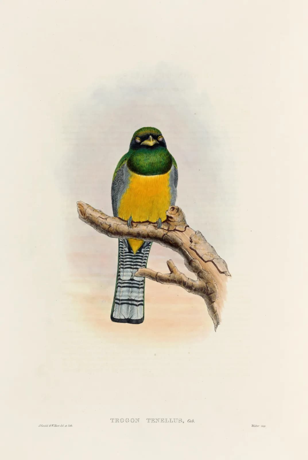 Vintage animals A monograph of the Trogonidae or family of trogons Pl 39 (1835 1838)