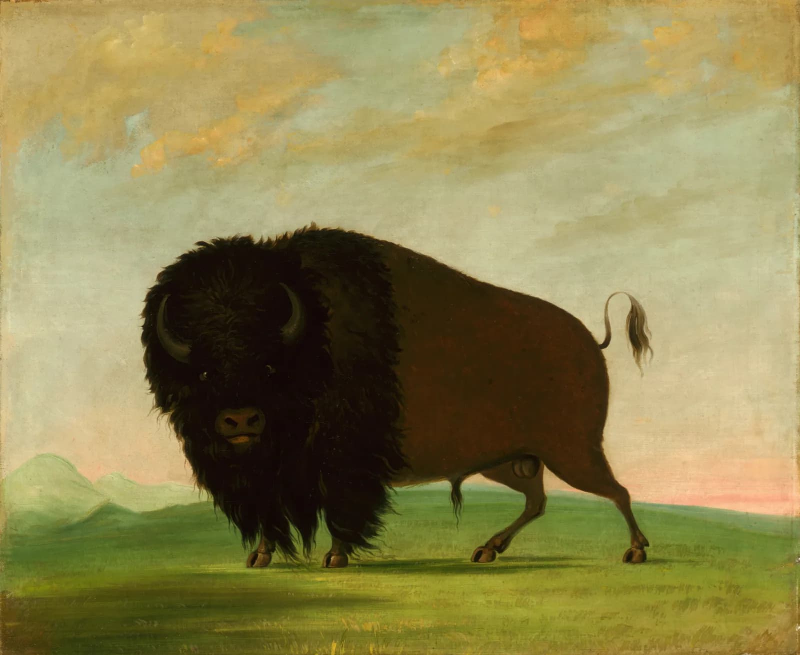 Vintage animals Buffalo Bull, Grazing on the Prairie (1832 1833)