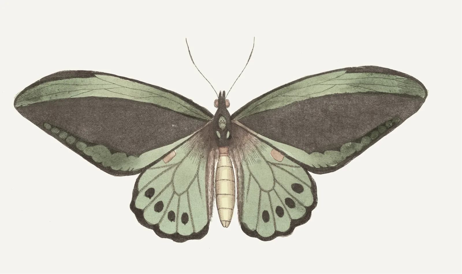 Neutral vintage summer Papilio priamus (1789 1813) copia