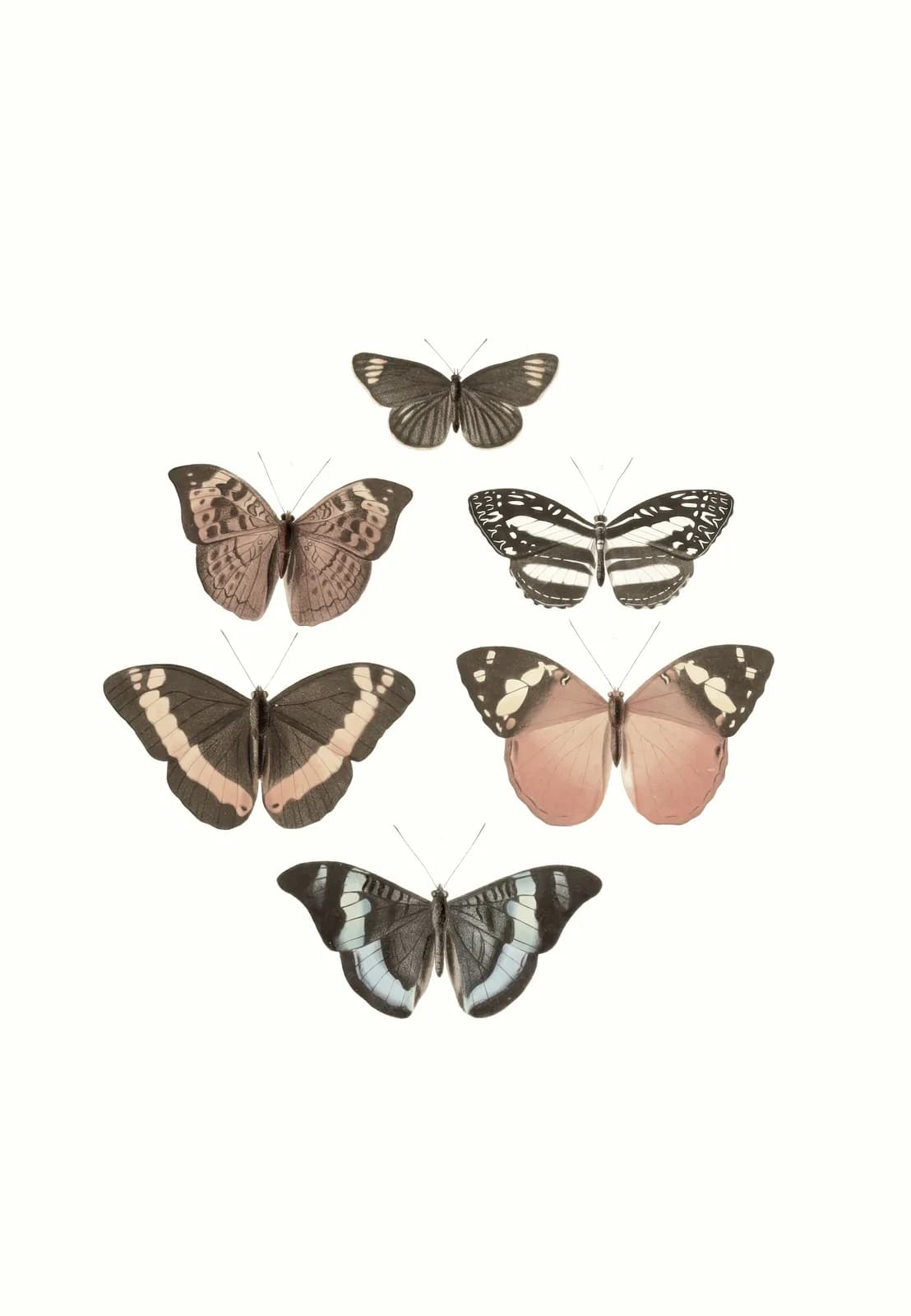 Neutral vintage summer The genera of diurnal lepidoptera pl11 (1846 1852) copia