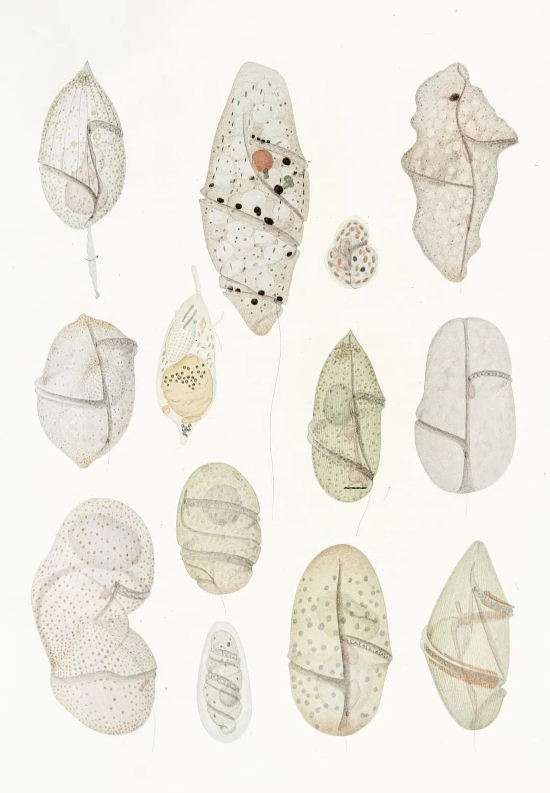 Neutral vintage summer The free living unarmored dinoflagellata pl 7 (1921) copia