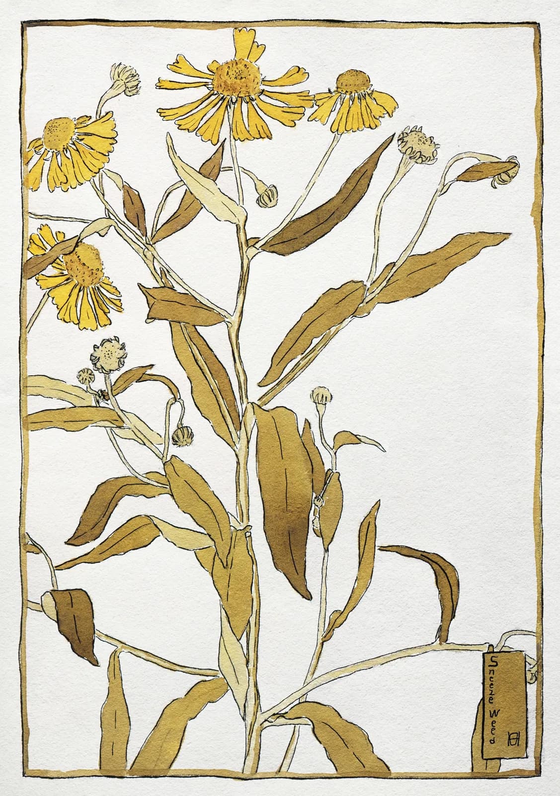 AUTUMN VINTAGE LD Sneeze weed (1915) by Hannah Borger Overbeck