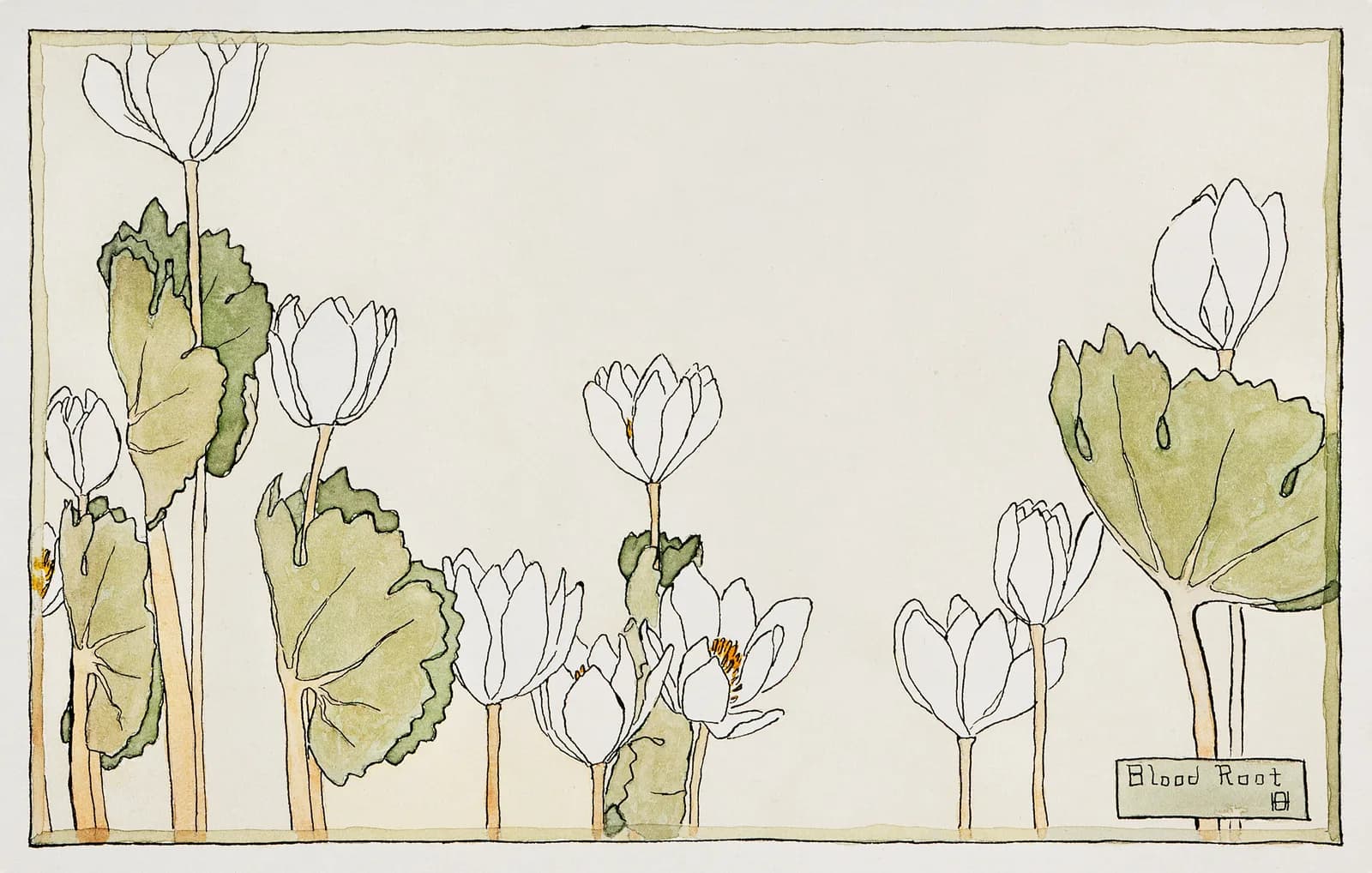 AUTUMN VINTAGE LD Blood Root (1915) by Hannah Borger Overbeck