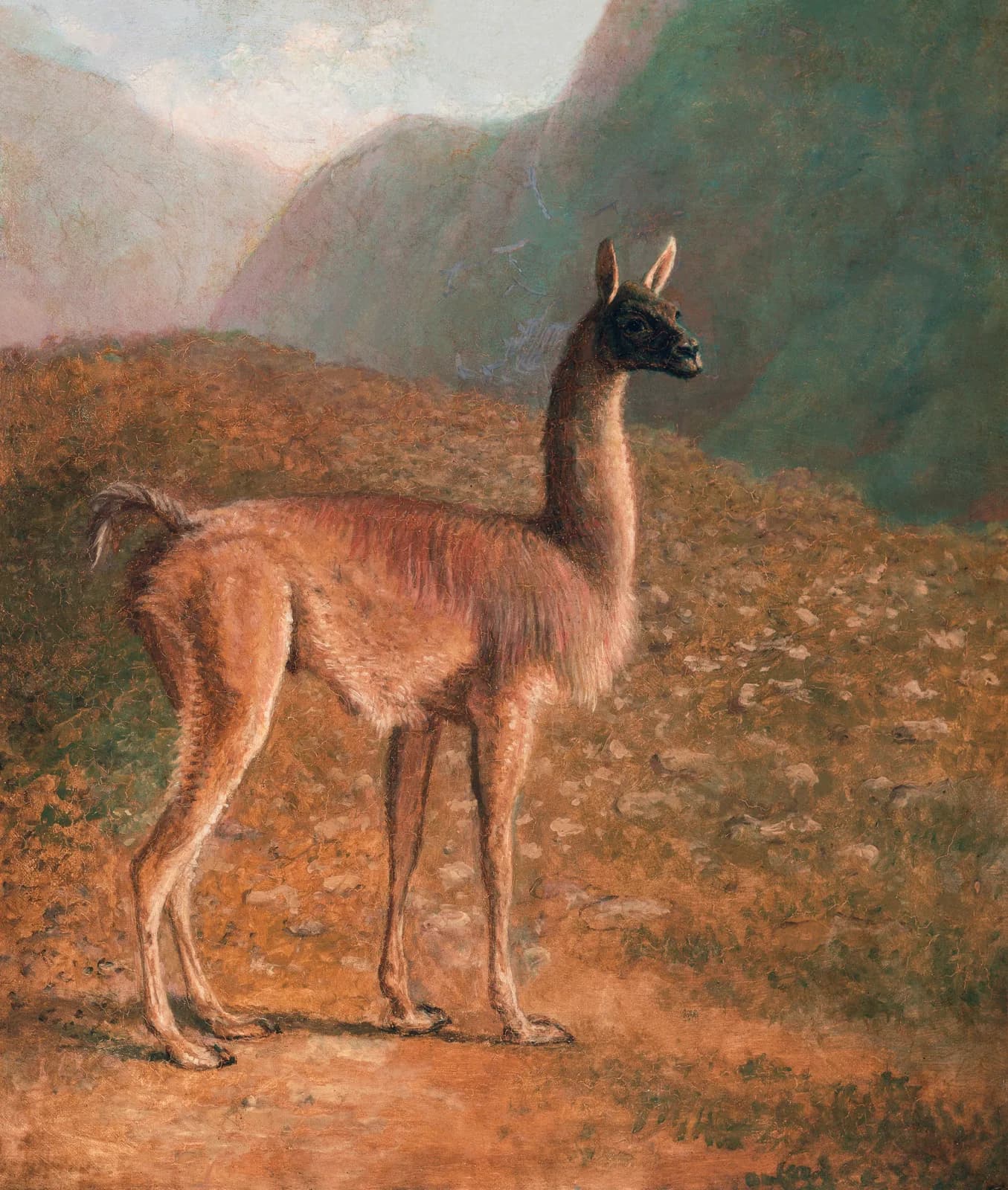 AUTUMN VINTAGE LD Guanaco (ca 1848) by Jacques Laurent Agasse