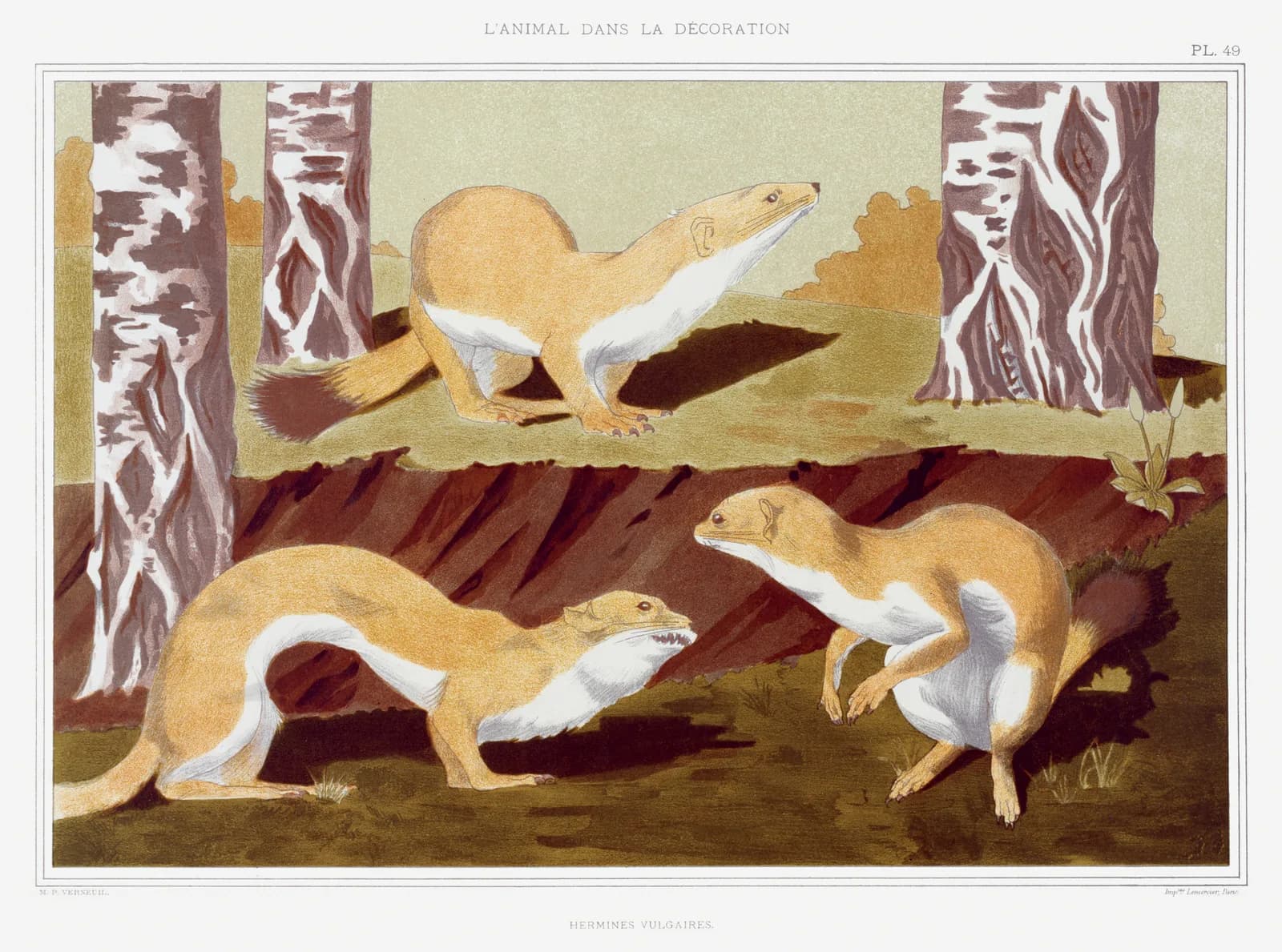 AUTUMN VINTAGE LD Hermines vulgaires from L animal dans la décoration (1897) illustrated by Maurice Pillard Verneuil