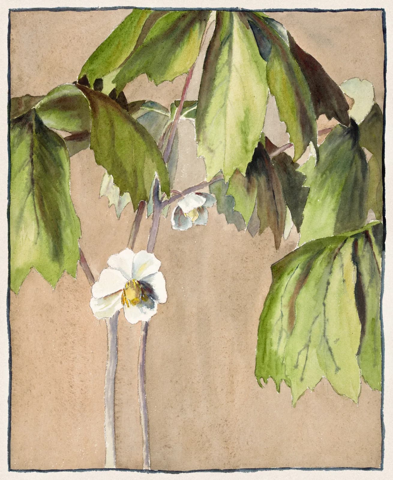 AUTUMN VINTAGE LD May Apple (1915) by Hannah Borger Overbeck